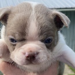 Boston Terriers from AKC Moonshine Valley Boston Terriers