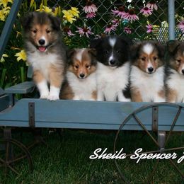 Shetland Sheepdog Puppies from Jo-C's Shelties