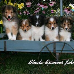 Shetland Sheepdog Puppies from Jo-C's Shelties