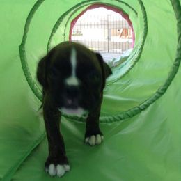 Boxer Puppies from Vintage Boxers