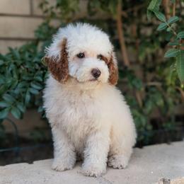Chuck - Parti male Poodle puppy in Laveen, Arizona from Neely Family Poodles