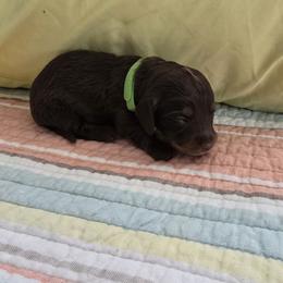 Boy 4 - male Dachshund puppy in Willcox, Arizona from Tootsie's Tiny Toes