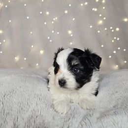 Fern Tiny Toy CKC - Black and white female Aussiedoodle puppy in Doerun, Georgia from Twig & Tail Puppies