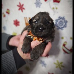 Hans Gruber - Sable male German Shepherd puppy in Fort Jennings, Ohio from Von Holtzapple German shepherds