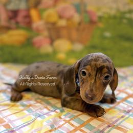 Chocolate and Tan Smooth Dapple Male Blue Collar - Chocolate and tan male Dachshund puppy in Cleveland, Tennessee from Kelly's Doxie Farm