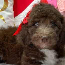 Girl 3 - Aussiedoodle puppy in Leitchfield, Kentucky from Salt River Kennels