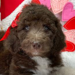 Girl 3 - Aussiedoodle puppy in Leitchfield, Kentucky from Salt River Kennels