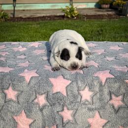 Purple - Blue speckled female Australian Cattle Dog puppy in Spokane, Washington from 4D Cattle Dogs