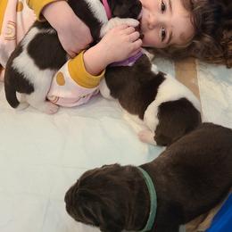 Newfoundland Puppies from Vermillion Newfoundlands