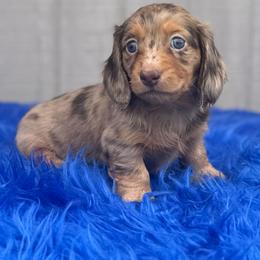 Paisley - Dapple female Dachshund puppy in Mountainburg, Arkansas from Charisma Dachshunds