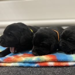 Labrador Retriever Puppies from Brush Creek Retrievers
