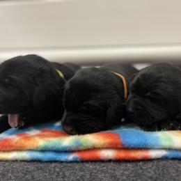 Labrador Retriever Puppies from Brush Creek Retrievers