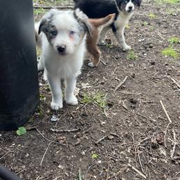 Froakie - Blue merle male Australian Shepherd puppy in Kenosha, Wisconsin from Out of this World Aussies