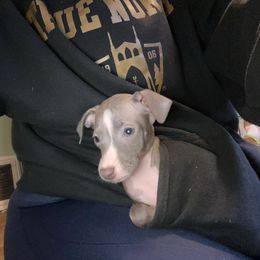 Girl 5 - Italian Greyhound puppy from Khani's Basenjis and Italian Greyhounds
