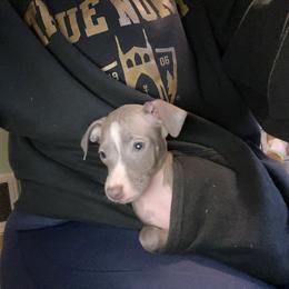 Girl 5 - Italian Greyhound puppy from Khani's Basenjis and Italian Greyhounds