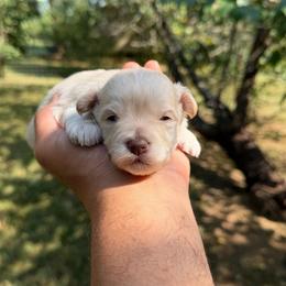 Skor - White male Miniature Schnauzer puppy in Clover, South Carolina from Bobo’s Babies Kennels