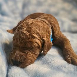 BROWNIE - Apricot male Goldendoodle puppy in Harris County, Texas from Cute & Curly Doodles