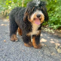 Arlo - Bernedoodle