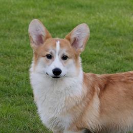 Gus - Pembroke Welsh Corgi