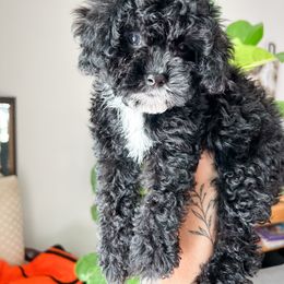 Cockapoo Puppies from Cockapoo Puppies and Co.