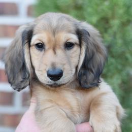 ARMANI- AKC Import Lines - Cream male Dachshund puppy in Coweta, Oklahoma from Sunnyside Dachshunds