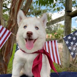 Pancake - Sable and white female Siberian Husky puppy in College Station, Texas from Texas Siberian Husky Kennels (TSHK)