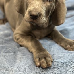 Weimaraner Puppies from Meadow Ridge Weims and Danes