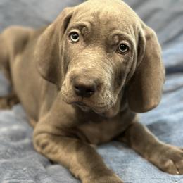 Weimaraner Puppies from Meadow Ridge Weims and Danes