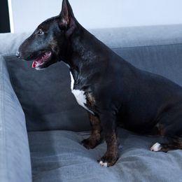 Miniature Bull Terrier puppies from Sunshine Bulls