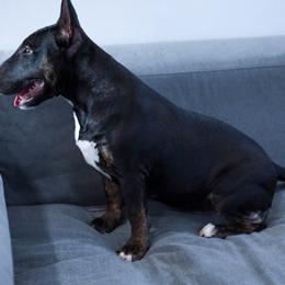 Miniature Bull Terrier puppies from Sunshine Bulls