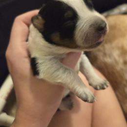 Australian Cattle Dog Puppies from Wild Sage Cattle Dogs