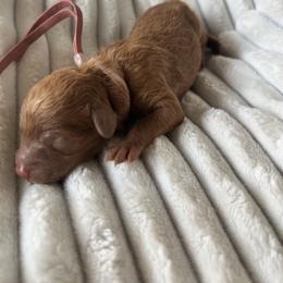 AKC Pink Collar - Red  female Poodle puppy in Powder Springs, Georgia from West Cobb Dogs