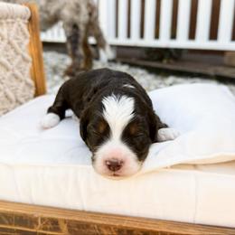 Winston - Tri-color male Bernedoodle puppy in Wamego, Kansas from Doodles of Oz