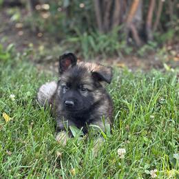 Dark grey collar female - Sable female German Shepherd puppy in Osco, Illinois from Sonnenhügel Kennel, LLC