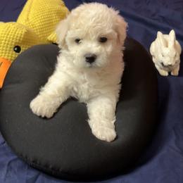 Milo - orange collar - White male Bichon Frise puppy in 63101 (St. Louis Metro Area), Missouri from BichonSTL