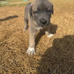 Girl 2 - female Anatolian Shepherd Dog puppy in Kemp, Texas from Lively Acres Anatolians