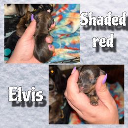 Elvis - Red male Dachshund puppy in Brazil, Indiana from King Duke Dachshunds