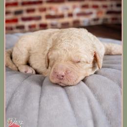 Swan - Yellow and white female Bernedoodle puppy in Connersville, Indiana from Deaz Doodle Ranch