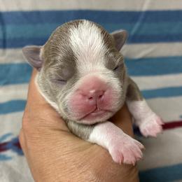 Boy 3 - male Boston Terrier puppy in Corning, California from SB Bostons / Raksha Malinois