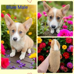 Red Bluie Male 2 - Blue male Pembroke Welsh Corgi puppy in Unicoi, Tennessee from Unaka Mountain Corgis