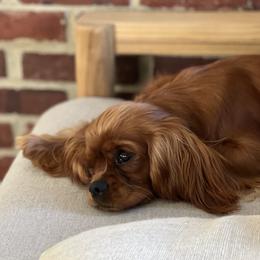 Cavalier King Charles Spaniel Puppies from Lauren Blades