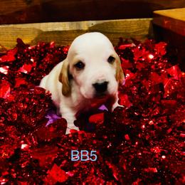 BB5 - Red and white male Basset Hound puppy in Britton, South Dakota from K&S Canines