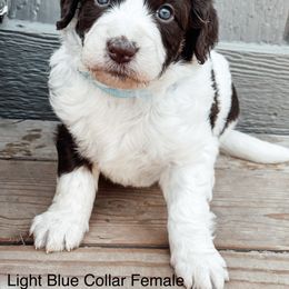 Aussiedoodle and Bernedoodle Puppies from North 40 Doodles
