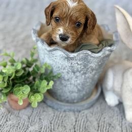 Emmylou - Blenheim female Cavapoo puppy in Austin, Texas from Doodles of Central Texas