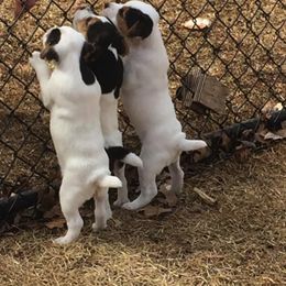 Jack Russell Terrier Puppies from Heart and Soul Jack Russells