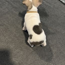 French Bulldog Puppies from A Cute Pair of Frenchies