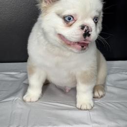 Lucky - White male French Bulldog puppy in Plano, Illinois from Velvet Fluffy Pups
