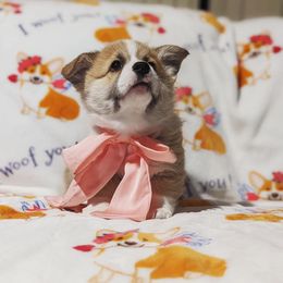 Pembroke Welsh Corgi Puppies from Sunny-Side Corgis