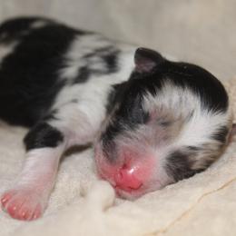 MAGIC - Blue merle male Australian Shepherd puppy in Star City, Arkansas from Blush & Lace Aussie Co.