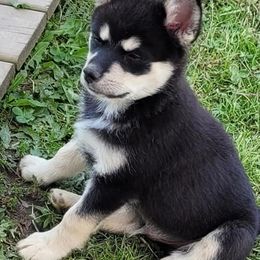 Pomskies from Black Swamp Pomskies